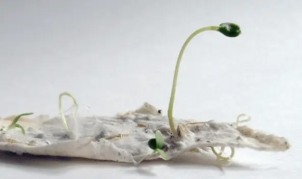 Plantable-packaging