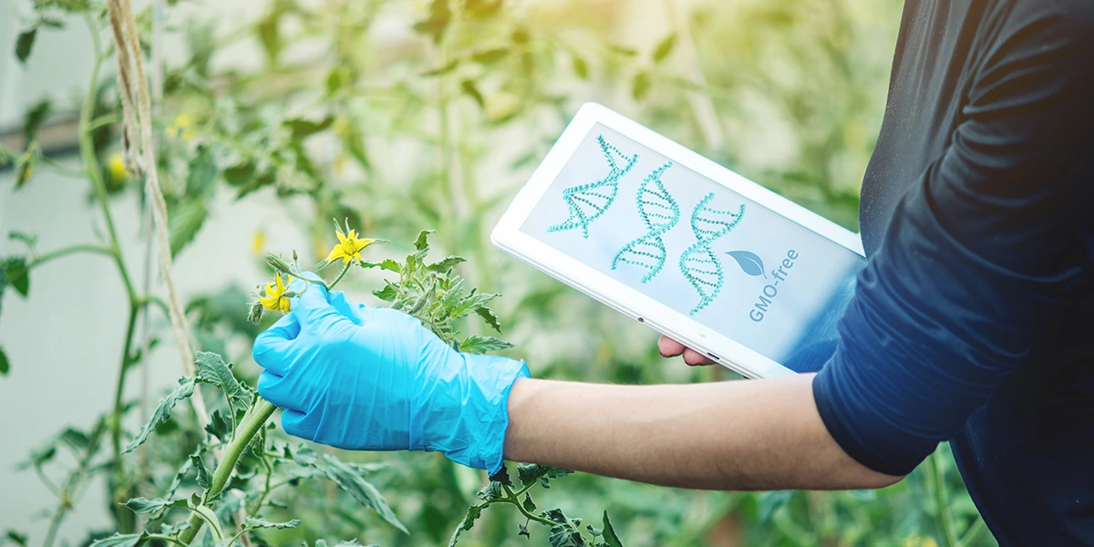 CRISPR-crops-global-food-security